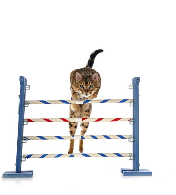 Quali esercizi di obbedienza sono essenziali per un cucciolo di razza Setter Irlandese?