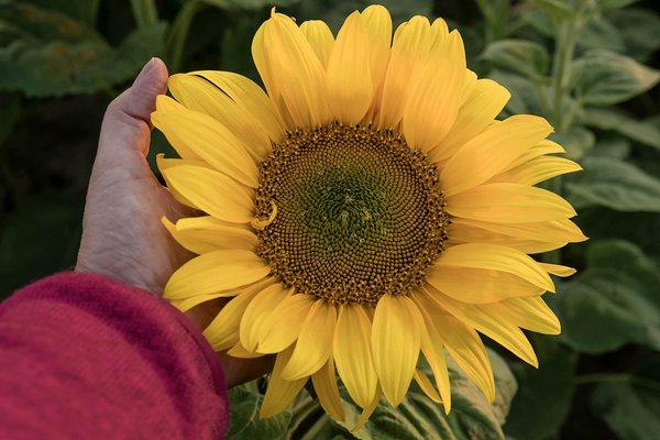 Come possono le imprese agricole utilizzare le tecnologie satellitari per migliorare la resa delle colture?